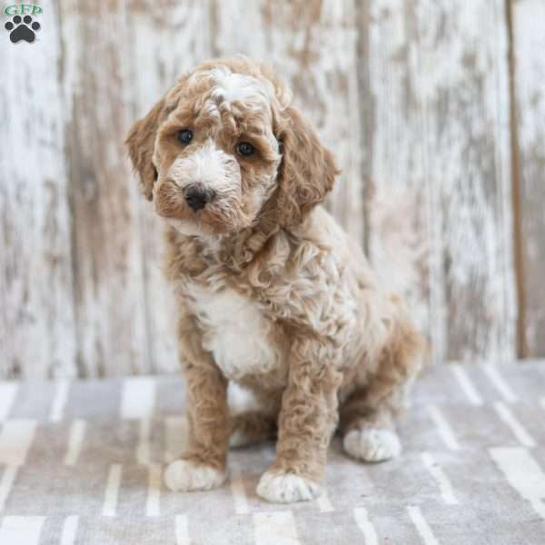 Hector, Mini Labradoodle Puppy